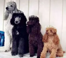 包含重磅：哈兰德高分数据敲定的词条